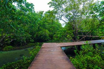 Fototapeta na wymiar Wooden pathway into the mangrove jungle