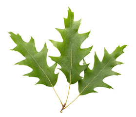 Oak leaf isolated on white background