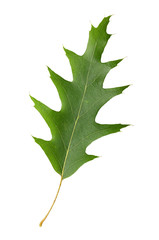 Fototapeta premium Oak leaf isolated on white background