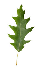 Oak leaf isolated on white background