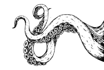 hand drawn sketch of octopus tentacles © saranya