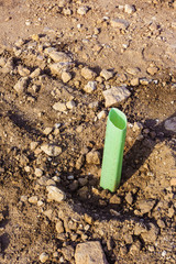 Young trees for reforestation at sea shore
