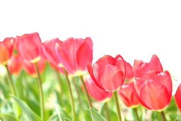 Tulip flower garden