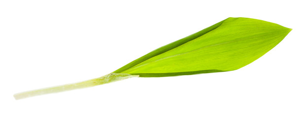 single leaf of fresh wild garlic (ramson) isolated