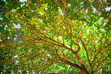 green leaves background