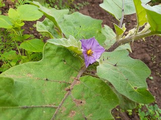 beautiful awesome brinjal flower. Beautiful Brinjal flower natural looks. Most popular brinjal flower in India 