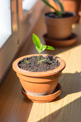 Flowerpot with tiny ficus microcarpa on windowsill. Home gardening.
