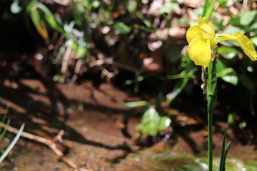 水辺と花