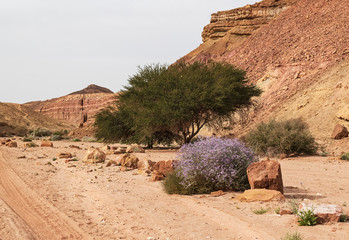 zilla sponosa blooming in an oasis in the wadi ardon stream bed in the makhtesh ramon crater in...