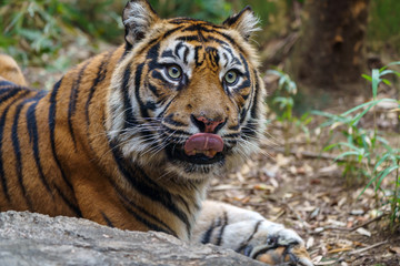 Fototapeta premium zoo