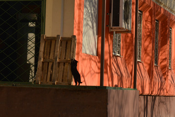 cat and wooden pallet. Spring picture