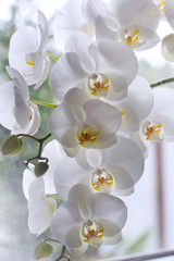 Fototapeta na wymiar Beautiful white orchids on a delicate background. White Phalaenopsis Orchid close -up.