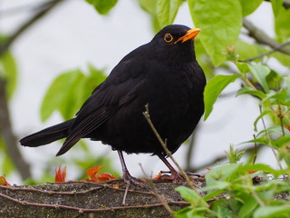 Amsel im Frühling