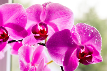 Beautiful pink orchids on a delicate background. Purple-pink Phalaenopsis Orchid with water droplets on the petals, close-up.