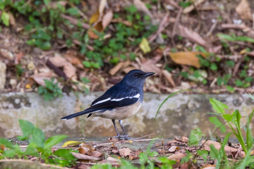 view of a beautiful bird in nature