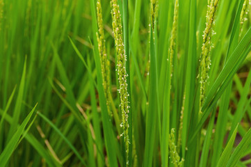 Fototapeta na wymiar 稲の花：咲いている時間はわずか１時間ほど地味に咲きます。