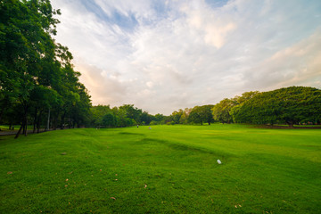 Green lawn with tree sunset in park