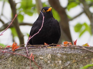 Amsel im Frühling