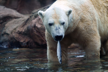 Fototapeta premium zoo