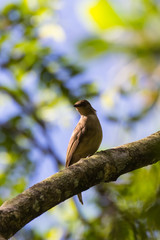 view of a beautiful bird in nature