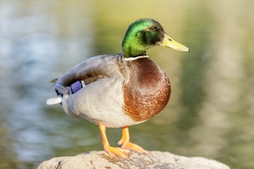 Mallard Male Showing his Colorful Plumage. Stow Lake, San Francisco, California.