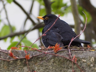 Amsel im Frühling