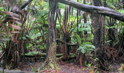 rain forest  Cairns Australia