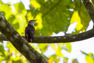 view of a beautiful bird in nature