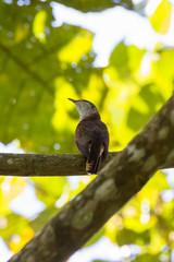 view of a beautiful bird in nature
