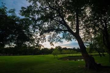 Green lawn with tree sunset in park