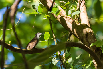 view of a beautiful bird in nature