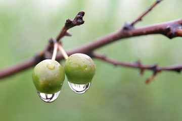 Unrepentant cherry with dew drops on a blurry green backround