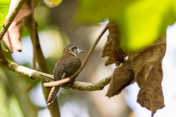 view of a beautiful bird in nature
