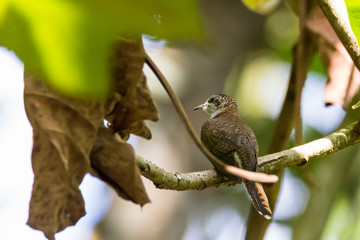 view of a beautiful bird in nature
