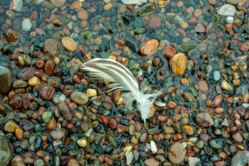 Duck feather on the stone Bank