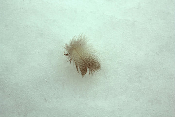 nature, white, isolated, snow, feather, macro, close-up, wildlife