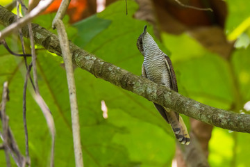 view of a beautiful bird in nature