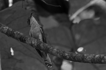 view of a beautiful bird in nature