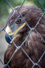 Golden Eagle in captivity