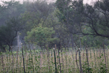 morning mist over swamp