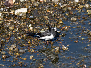 Japanese wagtail in the Hikiji River 4