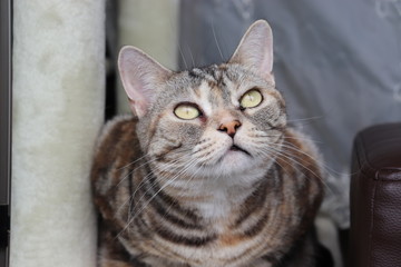 興味ありげに見上げる猫アメリカンショートヘア