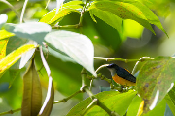 view of a beautiful bird in nature