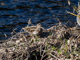 Common snipe on Hikiji riverside brush 7