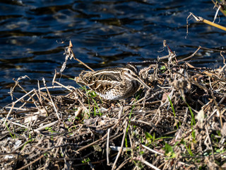 Common snipe on Hikiji riverside brush 1