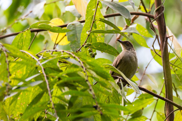 view of a beautiful bird in nature
