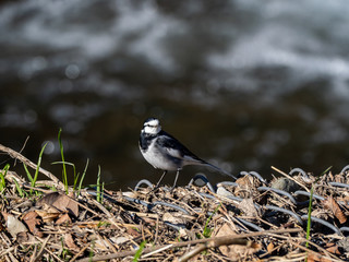 black backed white wagtail on a rock 2