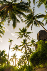 Fototapeta na wymiar Coconut palm tree forest in island of Koh Tao