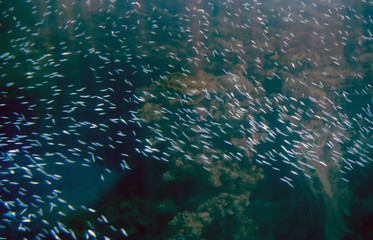 Underwater life in Eilat Aquarium, Israel