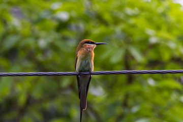 view of a beautiful bird in nature
